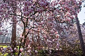 Saucer Magnolia, Magnolia soulangeana Soul-Bod, in bloom