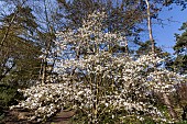 Magnolia proctoriana in bloom