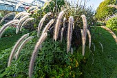 Fountain Grass, Pennisetum setaceum Rubrum Summer Samba