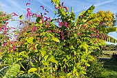 Kiss Me over the Garden Gate, Persicaria orientale in bloom