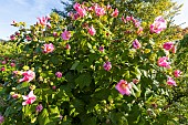 Hibiscus, Hibiscus variabilis in bloom