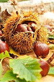 Chestnut, Castanea sativa, with and without boll, leaves, fruits of the autumn forest