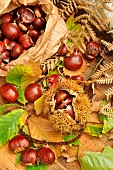 Chestnut, Castanea sativa, with and without boll, leaves, fruits of the autumn forest