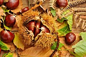 Chestnut, Castanea sativa, with and without boll, leaves, fruits of the autumn forest