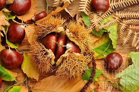 Chestnut_Castanea_sativa_with_and_without_boll_leaves_fruits_of_the_autumn_forest
