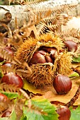 Chestnut, Castanea sativa, with and without boll, leaves, fruits of the autumn forest