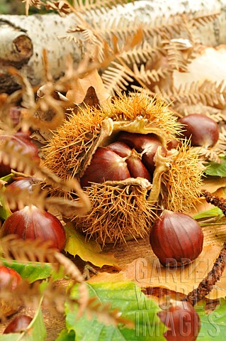Chestnut_Castanea_sativa_with_and_without_boll_leaves_fruits_of_the_autumn_forest