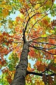 Red oak, Quercus rubra, in early autumn, Dreux forest, Eure et Loir, France