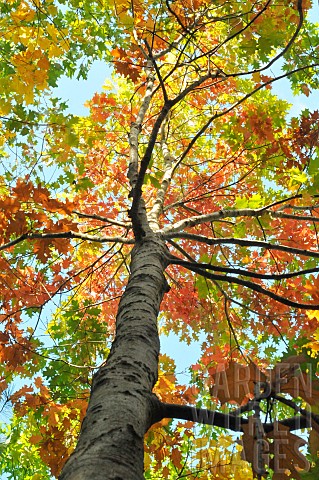Red_oak_Quercus_rubra_in_early_autumn_Dreux_forest_Eure_et_Loir_France