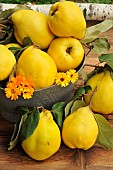 Quince, fruit of the quince tree (Cydonia oblonga), autumn harvest