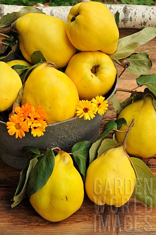 Quince_fruit_of_the_quince_tree_Cydonia_oblonga_autumn_harvest