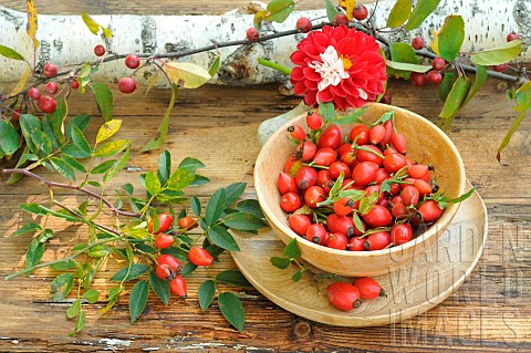 Rosehips_berries_of_the_rosehip_Rosa_canina_rich_in_vitamin_C_jam_Dahlia_flower