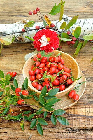 Rosehips_berries_of_the_rosehip_Rosa_canina_rich_in_vitamin_C_jam_Dahlia_flower