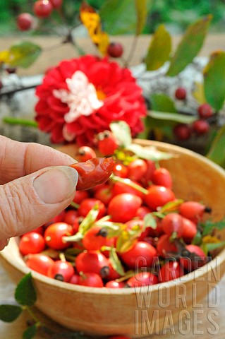Rosehip_pulp_rosehip_berries_rosa_canina_rich_in_vitamin_C_jam