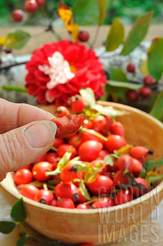 Rosehip_pulp_rosehip_berries_rosa_canina_rich_in_vitamin_C_jam