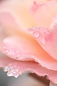 Rose flower (Rosa sp.) with raindrops