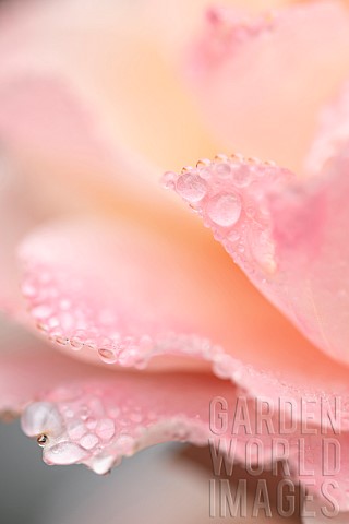 Rose_flower_Rosa_sp_with_raindrops