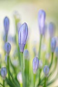 African lily (Agapanthus africanus) flower buds