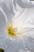 Hedge bindweed (Convolvulus sepium) flower close-up, Gard, France