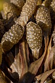 Spiral wrack (Fucus spiralis), frond inflated endings, Cotes-dArmor, France