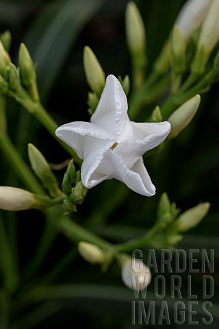 Oleander_Nerium_oleander_white_Vaucluse_France
