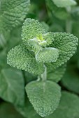 Round-leafed mint (Mentha rotundifolia), Cotes-dArmor, France