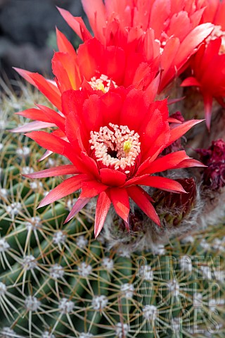Cactus_Echinopsis_bruchii_flowering