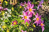 Dahlia Merveille Turc (FRA) 1981, flowers