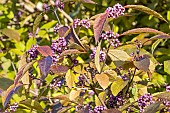 Japanese Beautyberry, Callicarpa japonica var angustata, berries and foliage