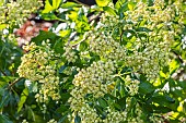 Sea Myrtle, Baccharis halimifolia Baccador, flowers