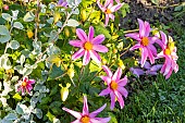 Dahlia Merveille Turc (FRA) 1981, flowers