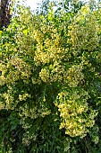 Sea Myrtle, Baccharis halimifolia Baccador, flowers