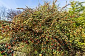 Orange cotoneaster, Cotoneaster franchetii, berries