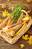 Parsnips (Pastinaca sativa), Carrots (Carota daucus) rainbow and carrot leaves,