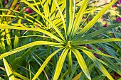Umbrella Papyrus, Cyperus alternifolius du Niger, leaves