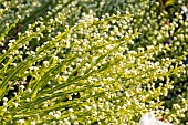 Carqueja, Baccharis genistelloides, flowers