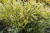 Carqueja, Baccharis genistelloides, in bloom