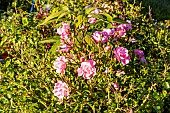 Rose, Rosa Satina Breeder : Tantau (ALL) 1992, flowers
