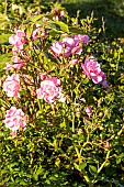Rose, Rosa Satina Breeder : Tantau (ALL) 1992, flowers