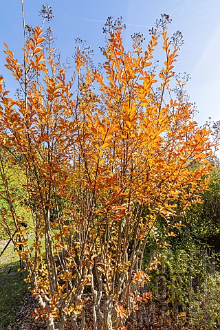 Yellow_Birch_Betula_alleghaniensis_in_fall