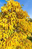 Hardy kiwi, Actinidia arguta, autumn foliage