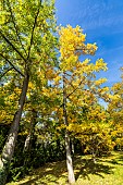 Maidenhair Tree, Ginkgo biloba, in fall
