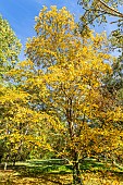 River Birch, Betula nigra Héritage, in fall