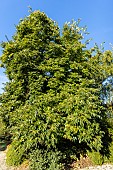 European date plum, Diospyros lotus