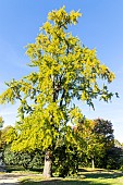 Maidenhair Tree, Ginkgo biloba, in fall