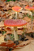 Fly agaric (Amanita muscaria)