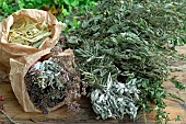 Dried plants, herbs and infusions, Lime (Tilia sp), Sage (Salvia sp), Oregano (Origanum vulgare), Olive (Olea europaea), Lemon balm (Melissa officinalis), Mint (Mentha sp)