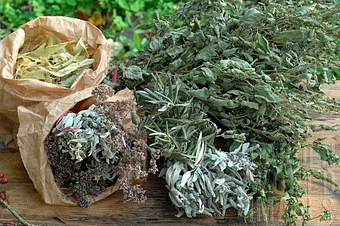 Dried_plants_herbs_and_infusions_Lime_Tilia_sp_Sage_Salvia_sp_Oregano_Origanum_vulgare_Olive_Olea_eu