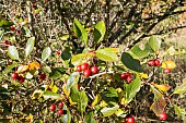 Cockspur hawthorn, Crataegus persimilis Prunifolia, fruits