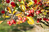Cockspur hawthorn, Crataegus persimilis Prunifolia, fruits